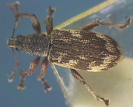 Polydrusus tereticollis